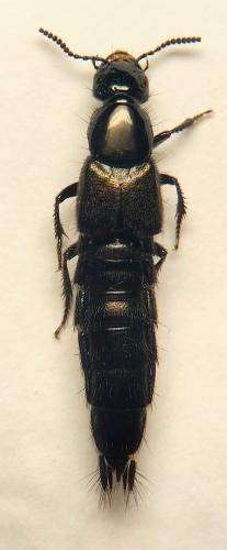 Philonthus splendens